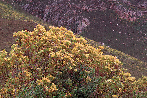 Leucadendron, Just Outside Cape Town