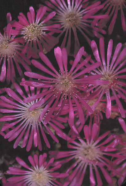 Mesembryanthemaceae Species