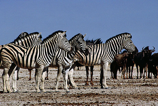 Plains Zebra Near Etosha Pan