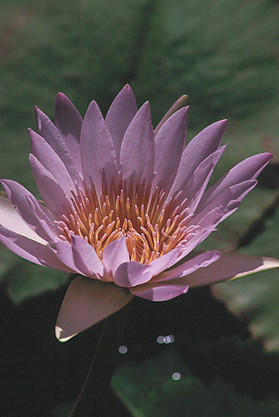 Water Lily, Nymphaeaceae, Kirstenbosch Nbi