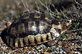 Angolate, or bowsprit, tortoise