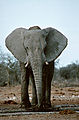 Elephant At Man-made Waterhole