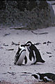 Penguins At Boulders Np