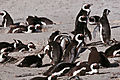 Penguins At Boulders Np