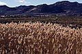 Tall grass and distant mountains