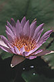 Water Lily, Nymphaeaceae, Kirstenbosch Nbi