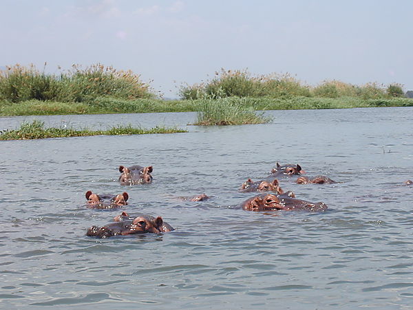 Hippo's Shire River Liwonde National Park