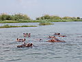 Hippo's Shire river Liwonde National Park