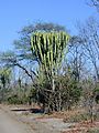 Cactus tree