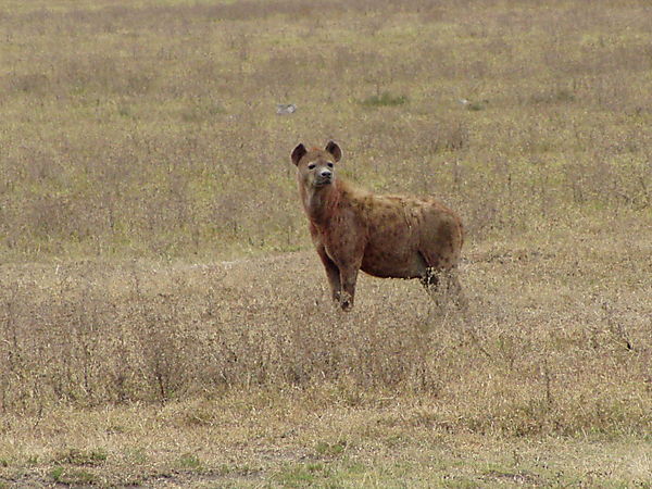 Big Hyena