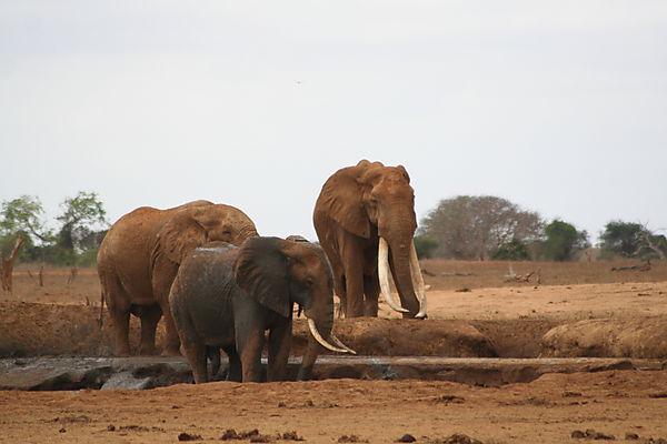 Elephants With Big Tusks
