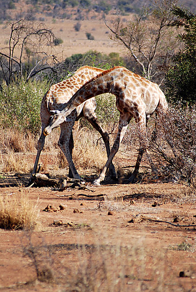 Giraffes battle