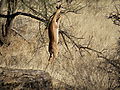 Gerenuk Antelope