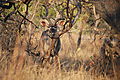King Kudu