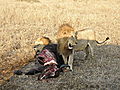 Lions on buffalo kill