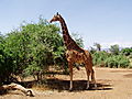 Reticulated Giraffe At Samburu