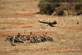 Vultures At A Lion Kill