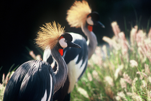 Two Crested Cranes