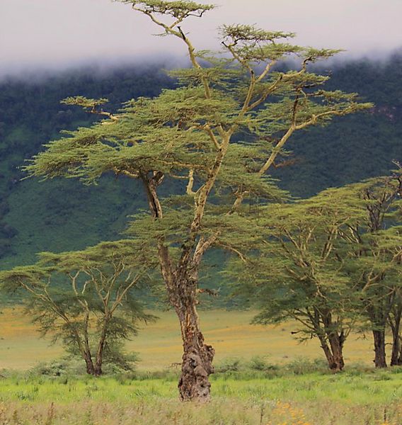 Tree photo, Masai Mara Kenya Africa