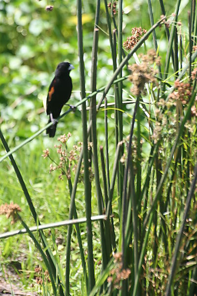 fan tailed widowbird