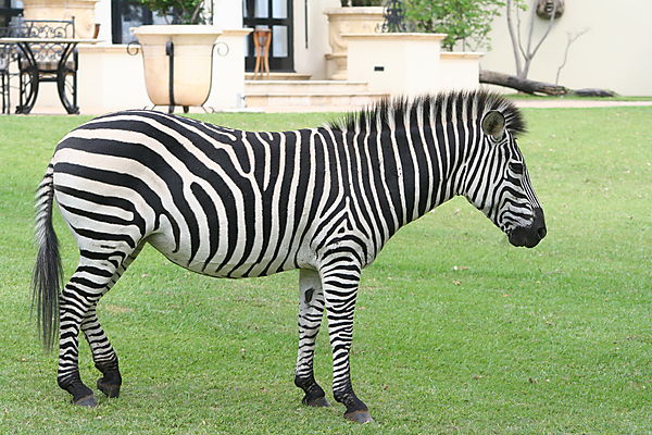 Zebra Livingstone