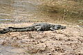 Crocodile On The Zambizi