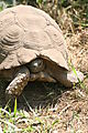 leopard tortoise