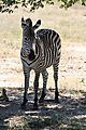 Zebra In Shade