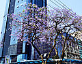 Jakaranda tree in Nairobi