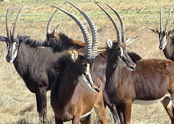 Sable antelope photo, Zimbabwe Africa Sable antelope photo, Zimbabwe Africa
