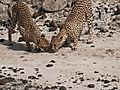 Cheetahs at Shaba Game Reserve Samburu