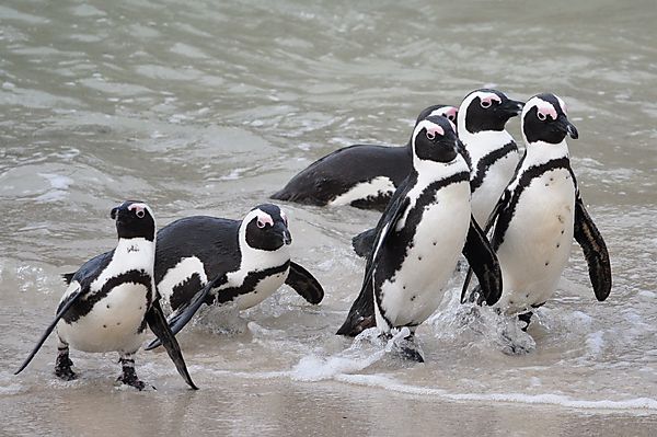 Penguins at Boulder's Beach