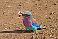Lilacbreasted Roller