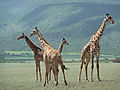 Masai giraffe in Ngorongoro conservation area