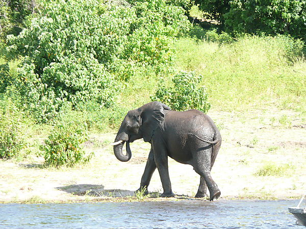 Clean Elephant
