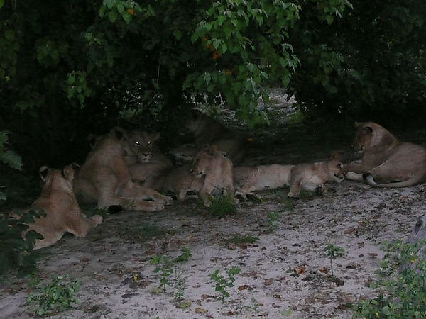 Lioness Pride Resting
