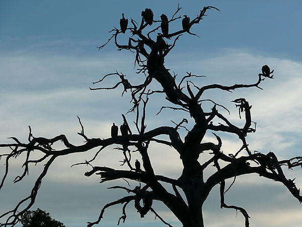 Vultures In Tree