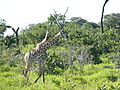 My First Giraffe