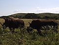 Rhinos Grazing