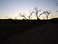 Sunset in Chobe