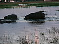 Hippos at Dawn