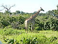 Giraffe