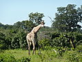 Giraffe