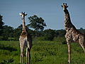 Giraffe Pair