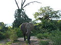 An Elephant Front View