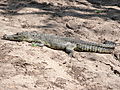 Crocodile Basking In The Hot Sun