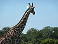 Giraffe's Long Neck