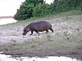 Hippo Running To Chobe River