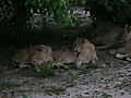 Lionesses Sleeping