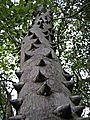 Knob Wood Tree